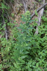 Hylotelephium verticillatum