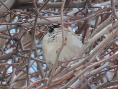 Passer domesticus
