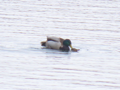 Anas platyrhynchos