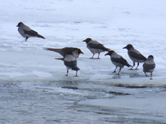 Corvus cornix