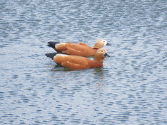 Tadorna ferruginea