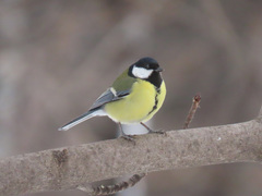 Parus major