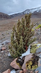 Polylepis tarapacana