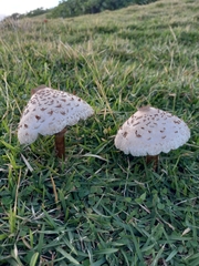 Chlorophyllum molybdites