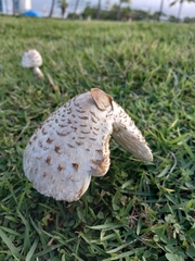 Chlorophyllum molybdites