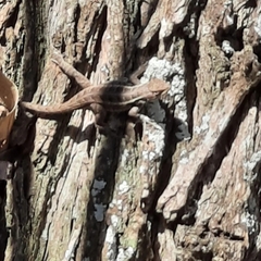 Sceloporus olivaceus