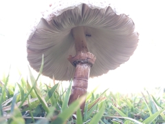 Chlorophyllum molybdites
