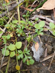 Xanthosia dissecta