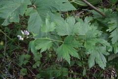Aconitum neosachalinense