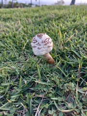 Chlorophyllum molybdites