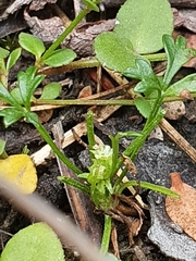 Xanthosia dissecta