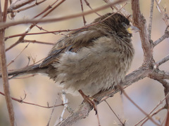 Passer domesticus