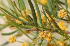 Acacia cupularis