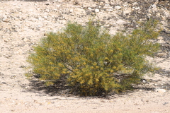 Acacia cupularis