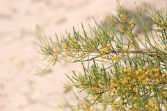 Acacia cupularis