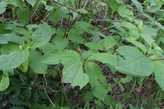 Lonicera glehnii