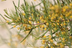 Acacia cupularis