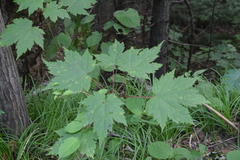 Acer ukurunduense