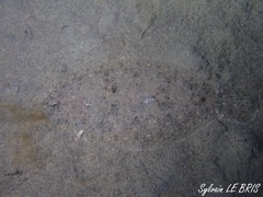 Arnoglossus laterna