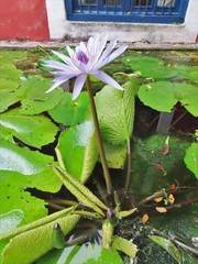 Nymphaea elegans