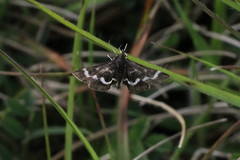 Pyrausta nigrata
