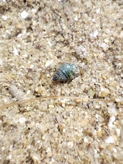 Echinolittorina aspera