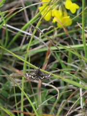 Pyrausta nigrata