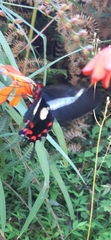 Parides agavus