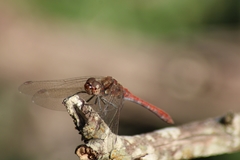 Sympetrum nigrifemur