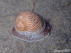 Naticarius stercusmuscarum