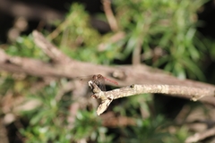 Sympetrum nigrifemur