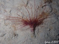 Pachycerianthus solitarius