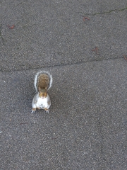 Sciurus carolinensis