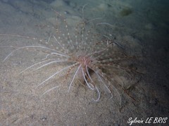 Pachycerianthus solitarius