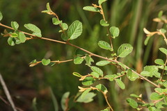 Pomaderris prunifolia