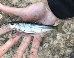 Semotilus corporalis