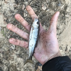Semotilus corporalis