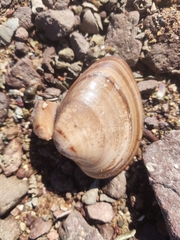 Megapitaria squalida