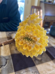 Edgeworthia