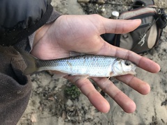 Semotilus corporalis
