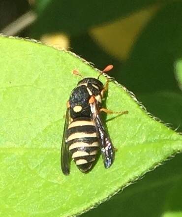Celonites abbreviatus