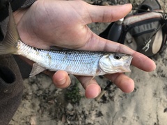 Semotilus corporalis