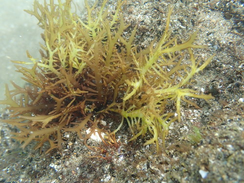 Gigartina macrocarpa, 2022-02-12