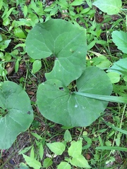 Asarum