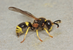 Ancistrocerus parietum