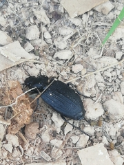 Licinus