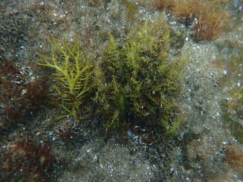 Gigartina macrocarpa, 2022-02-12