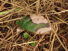 Cameraria gaultheriella
