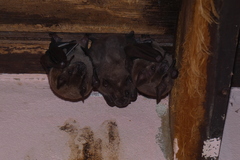 Artibeus jamaicensis