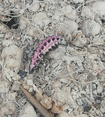Nyctophila reichii